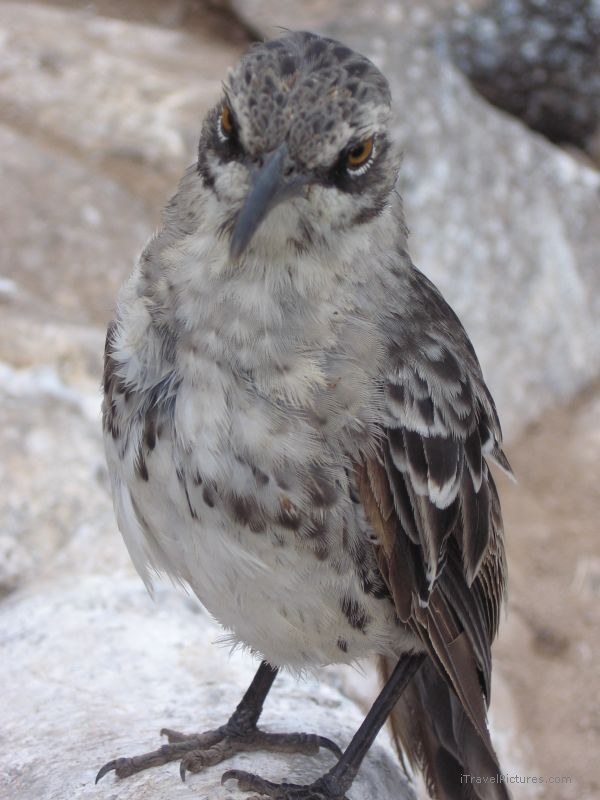 bird finch darwin